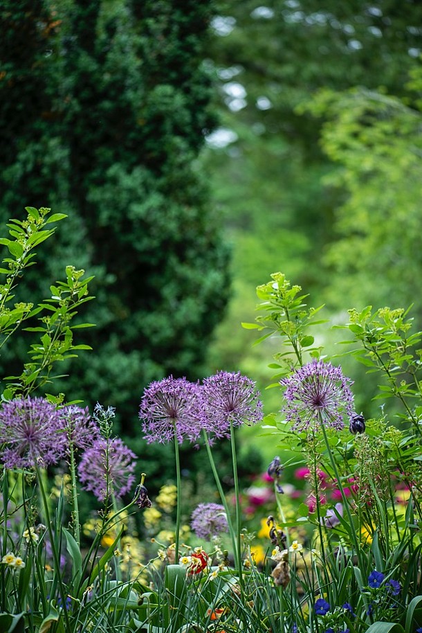 Wilde Blumen auf einer Wiese.