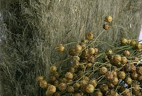 Naturdämmstoff Flachs