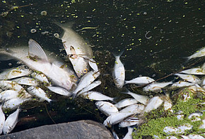 Tote Fische im See: Durch den Klimawandel erwärmt sich das Wasser, der Sauerstoffgehalt sinkt.