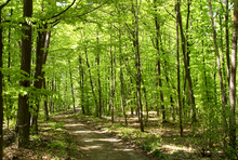 Waldweg