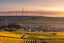 Deutsche Landwirtschaft: Weinanbau in Mölsheim